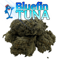 bluefin tuna - bluefin tuna - bluefin tuna - bluefin tuna - bluef